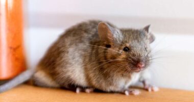 Home Safety Tips for Older Loved Ones 3 Tips on How Pest Control Gets Rid of Mice: Unveiling Effective Strategies