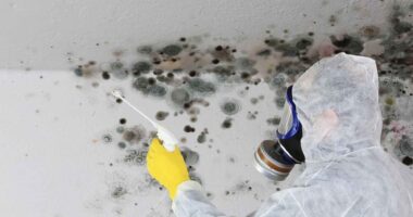 How Mold in Your Home Can Affect Your Daily Health and Well-being Living Mold-Free: How Regular Mold Inspections Can Enhance Your Lifestyle
