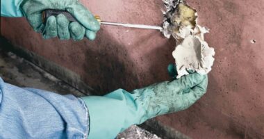 Exploring the Backstage Club Munich – Iconic Spot for Rock Fans The Pros and Cons of DIY Mold Testing – Is It Right for You?